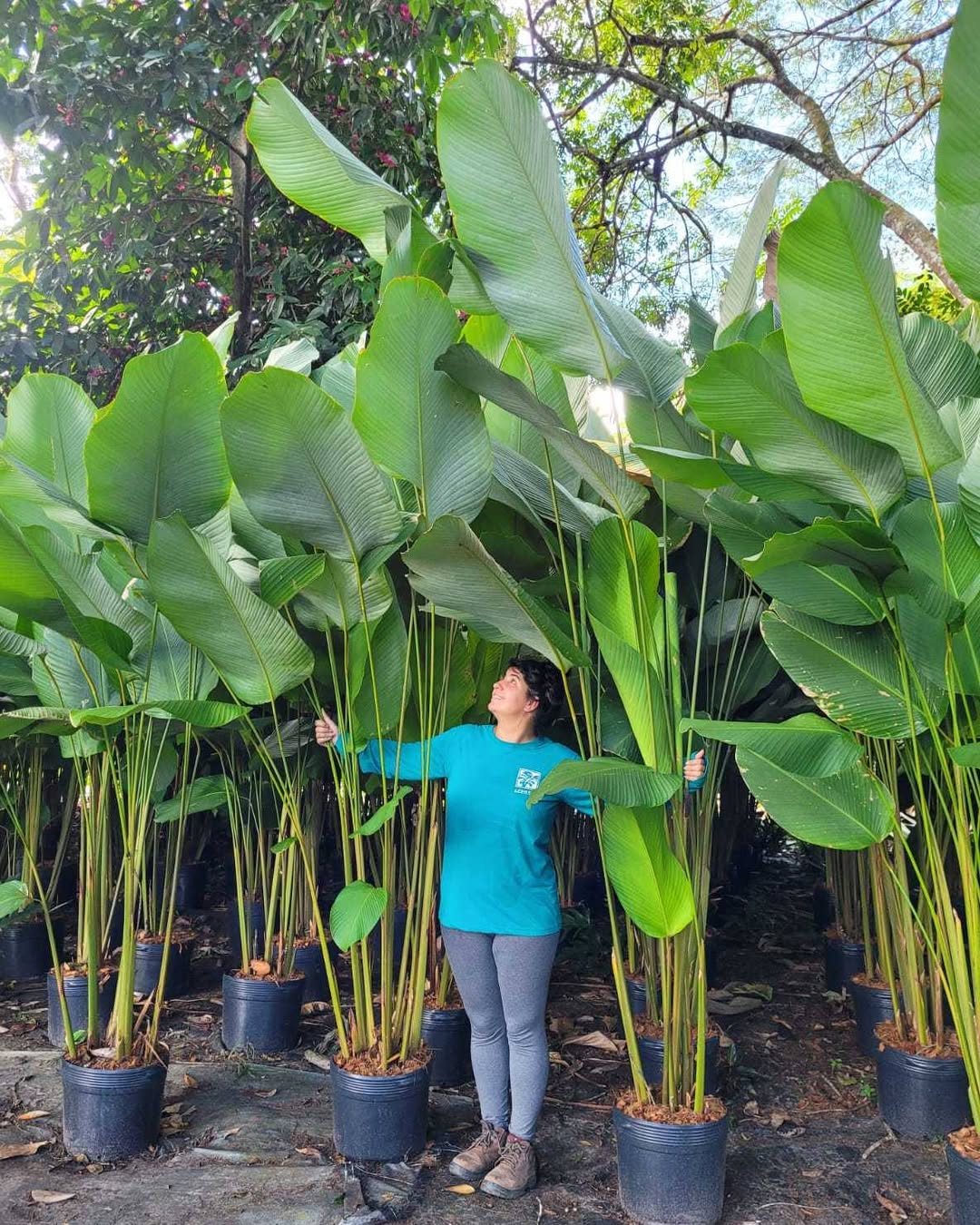 Calathea lutea hias daun outdoor Calathea lutea hias daun outdoor