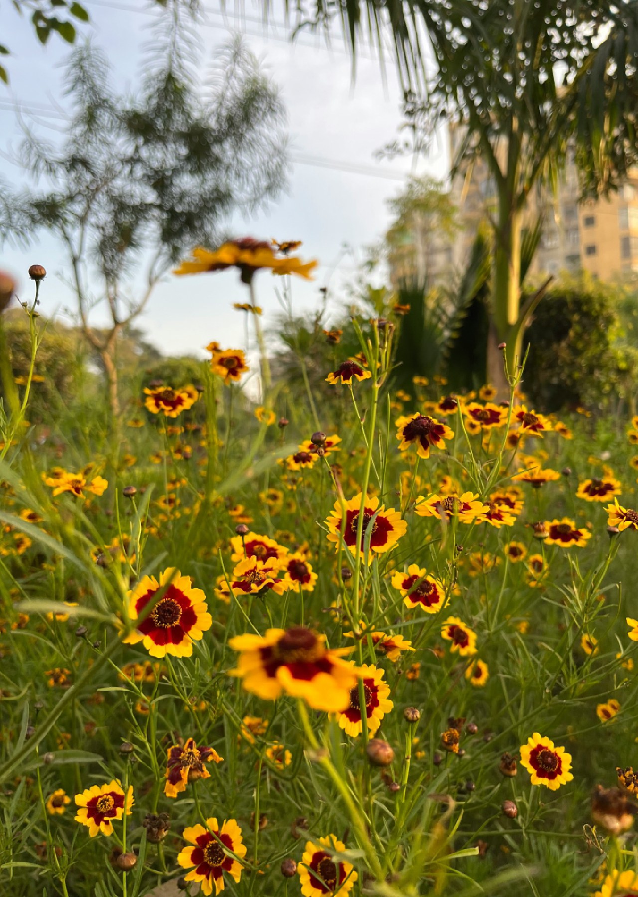 bunga yang mirip bunga matahari