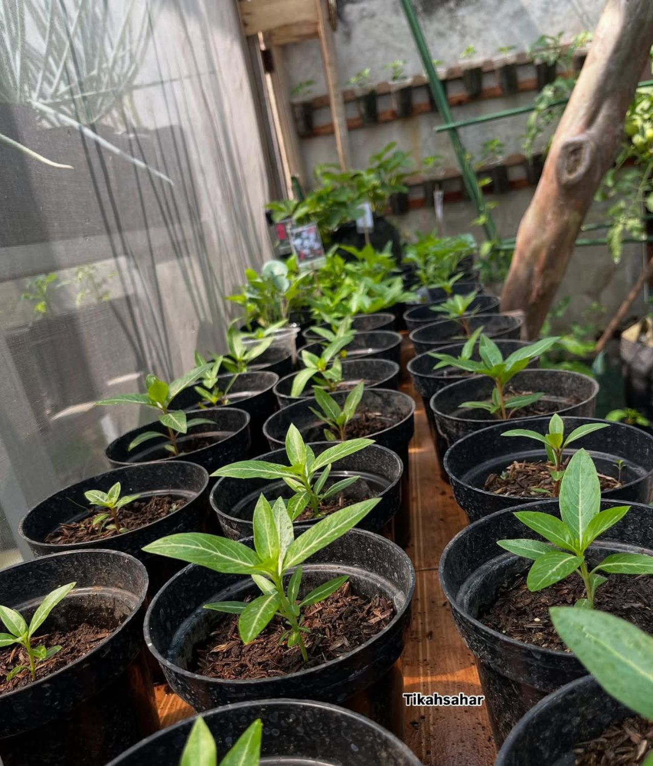 Desain Kebun Rumah Sederhana