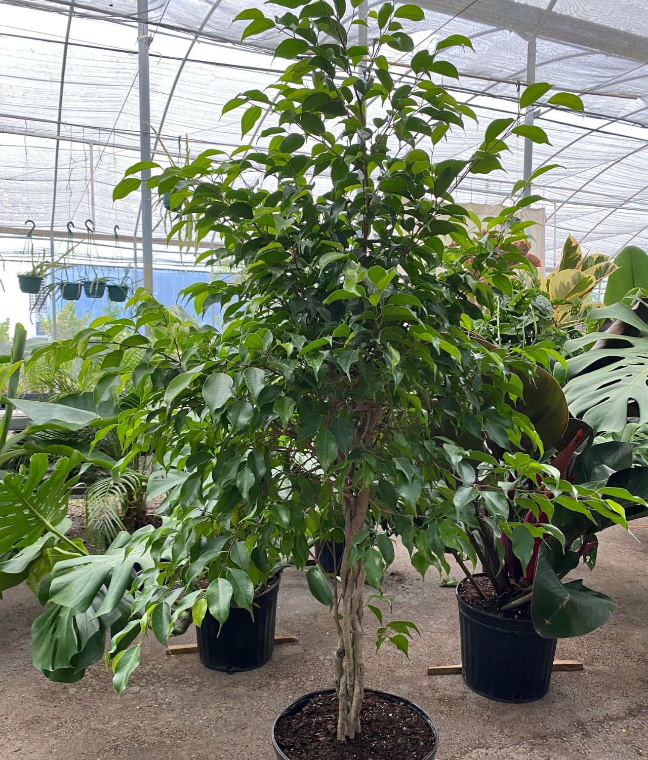Ficus Benjamina