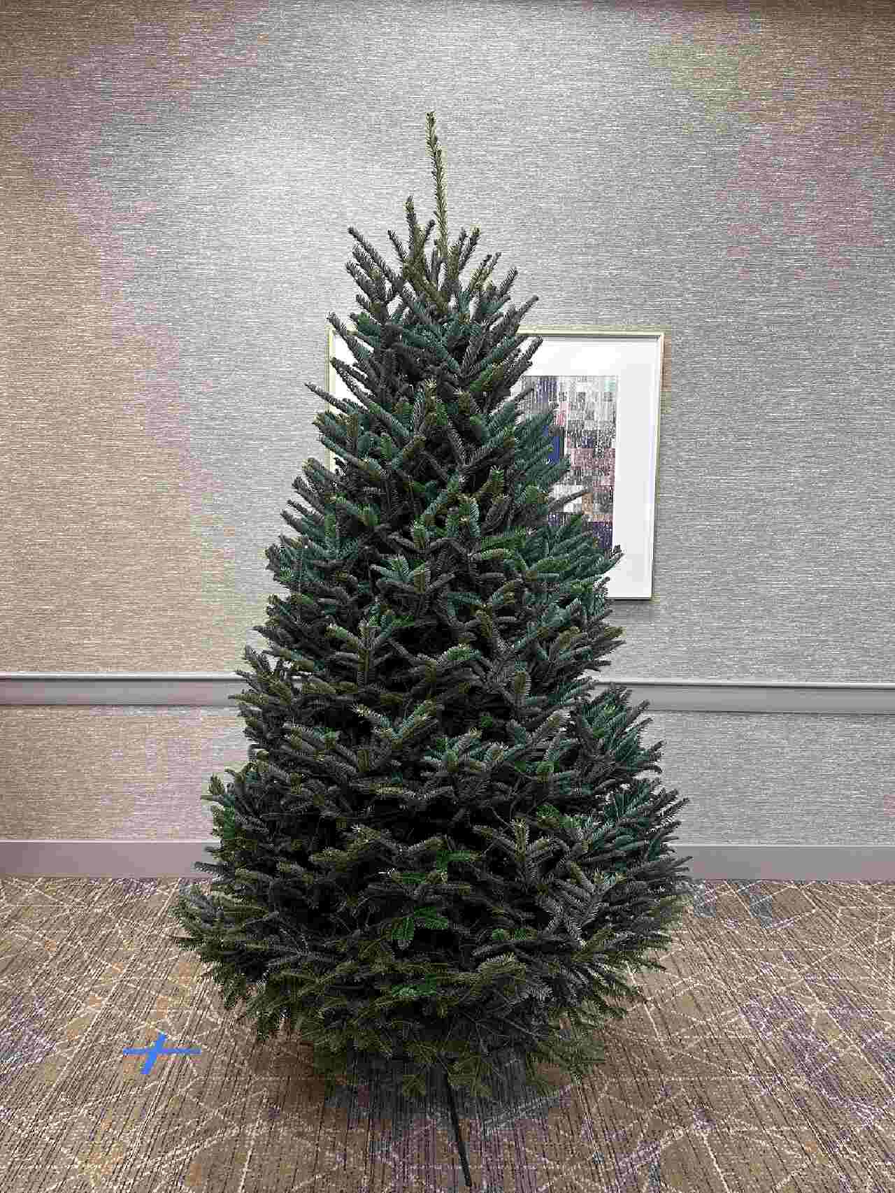 Fraser Fir
