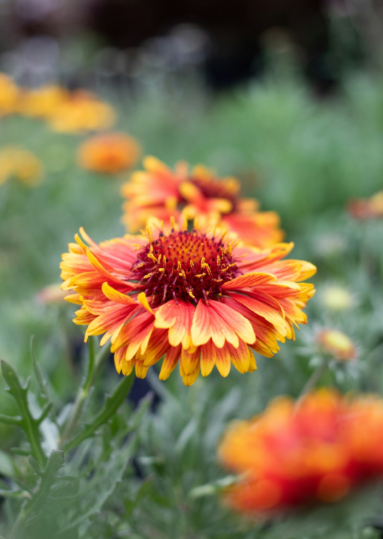 bunga yang mirip bunga matahari