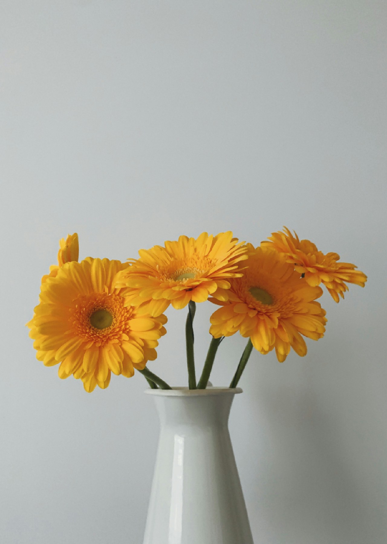 bunga yang mirip bunga matahari