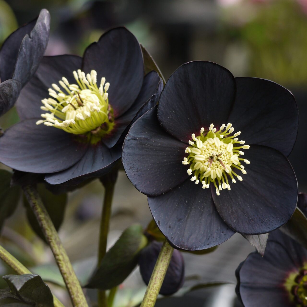 Hellebore Hitam