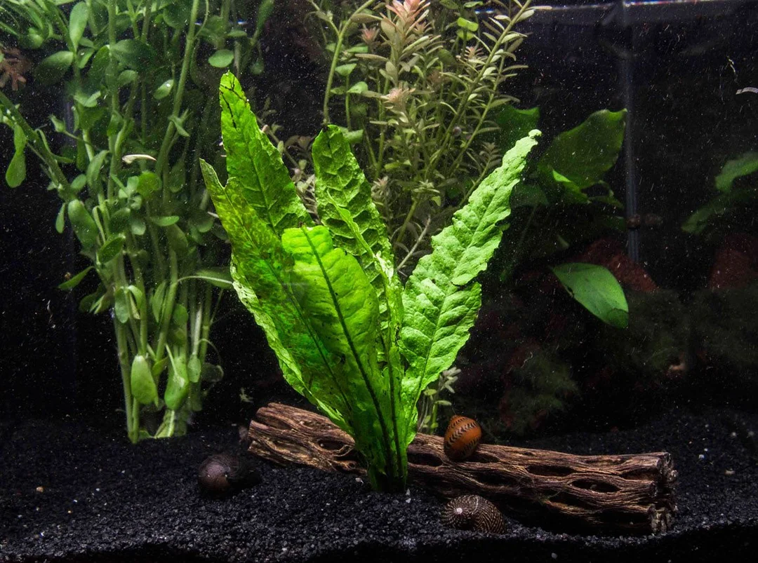 tanaman aquascape tanpa co2