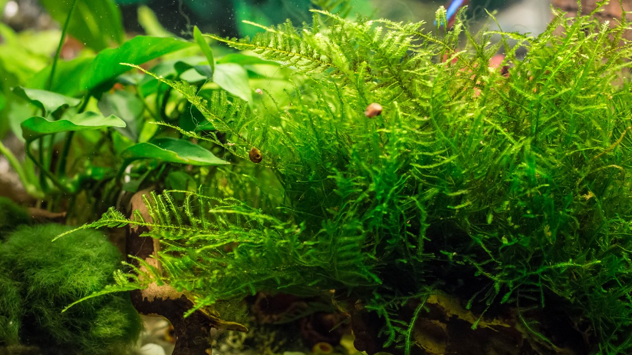 Java Moss