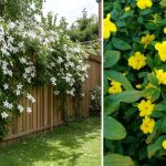 Jenis Jenis Bunga Melati yang Cocok Memperindah Halaman Rumah