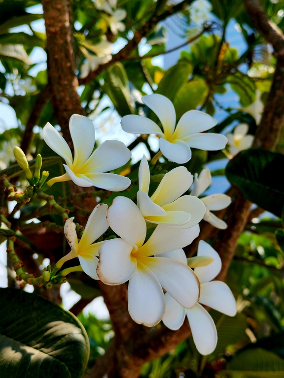 tanaman penyerap panas matahari