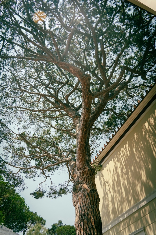 tanaman penyerap panas matahari