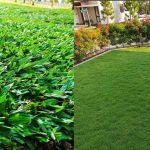 7 Jenis Rumput Taman untuk Percantik Halaman Rumah