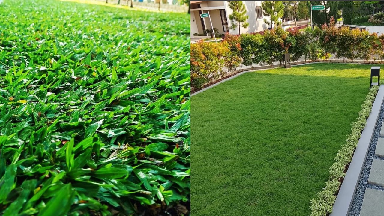 Jenis rumput taman