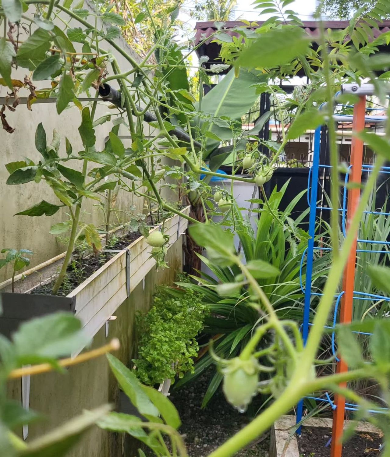 Kebun Depan Rumah Minimalis