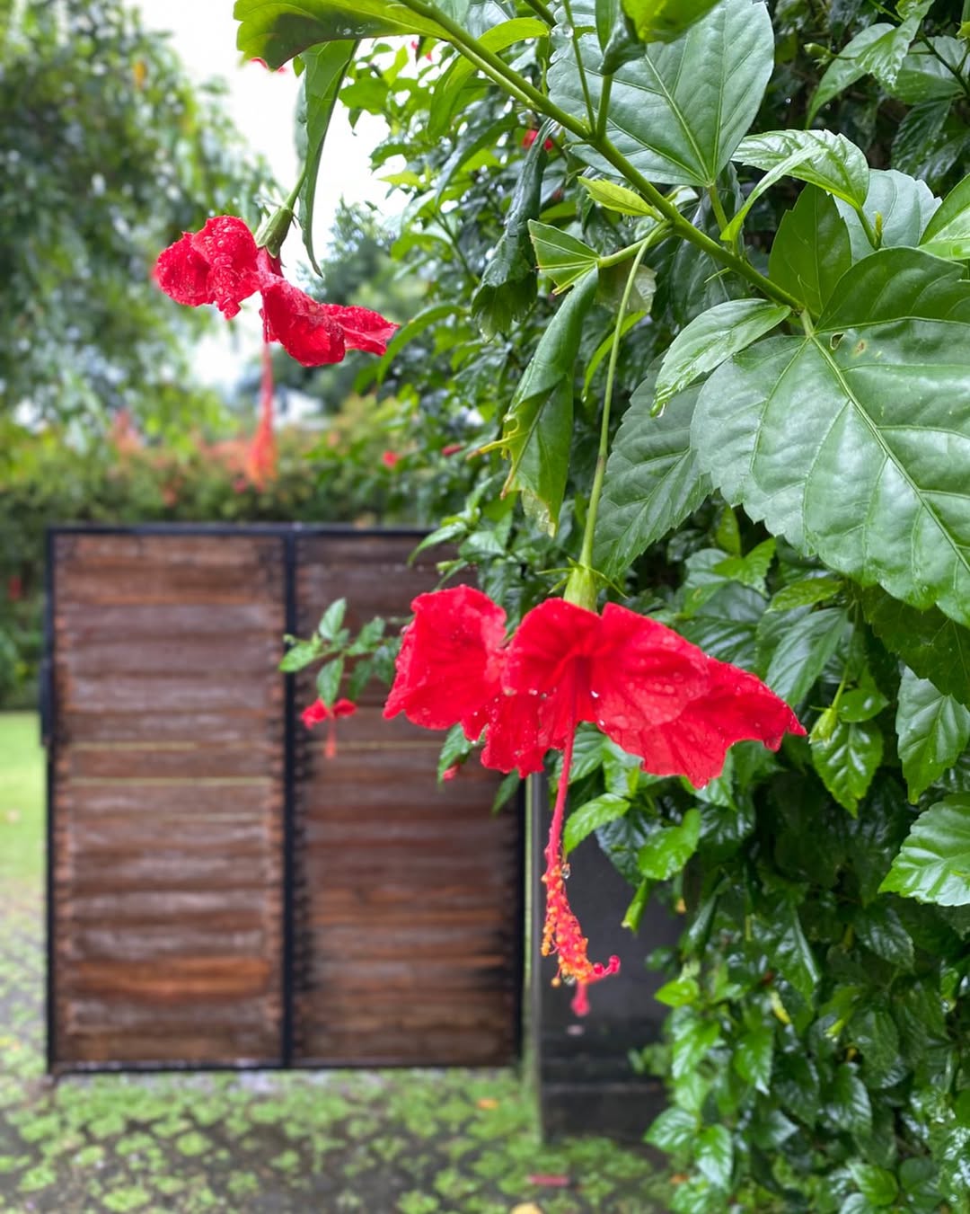 contoh tanaman perdu