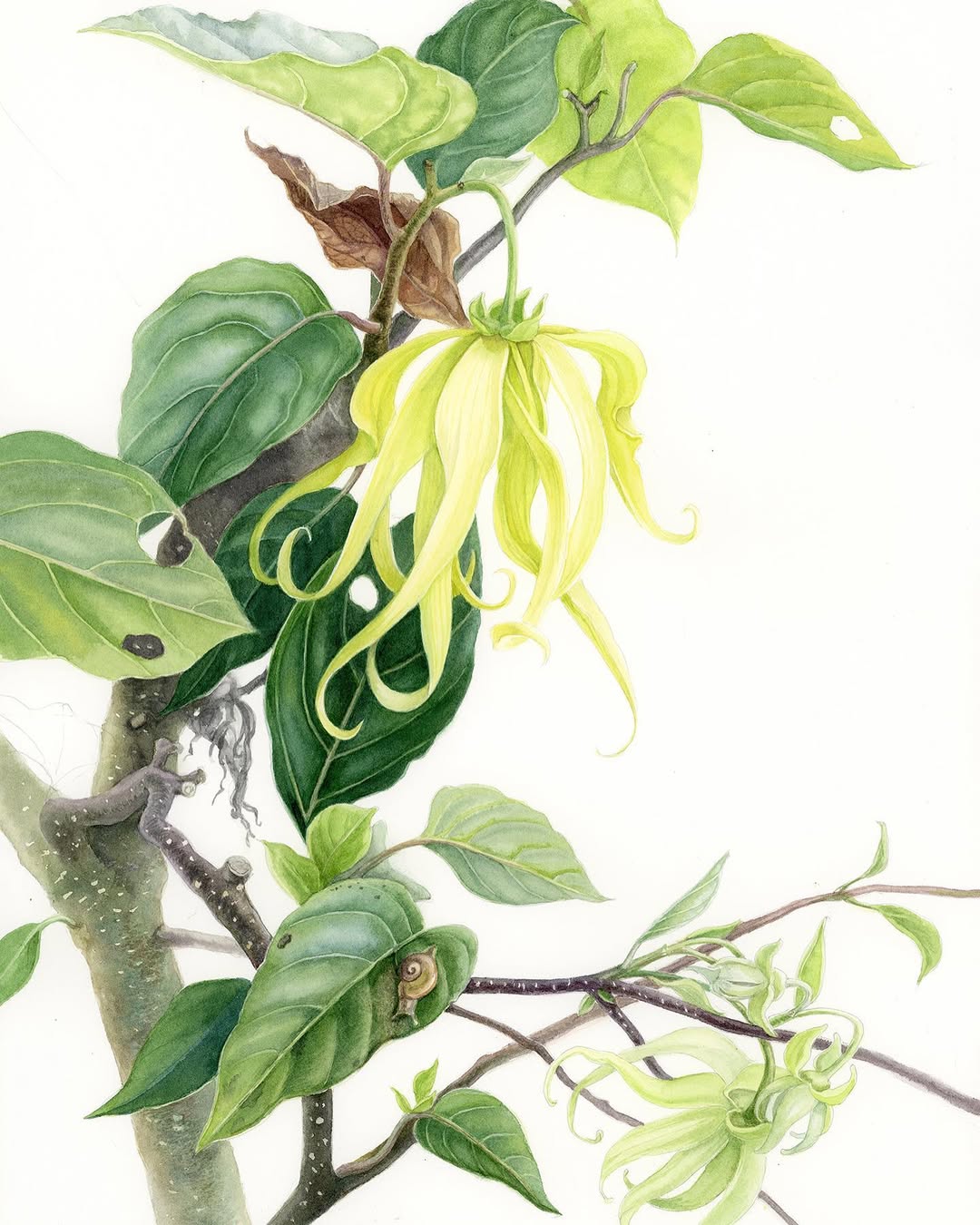 tanaman pengusir jin tanaman pengusir jin