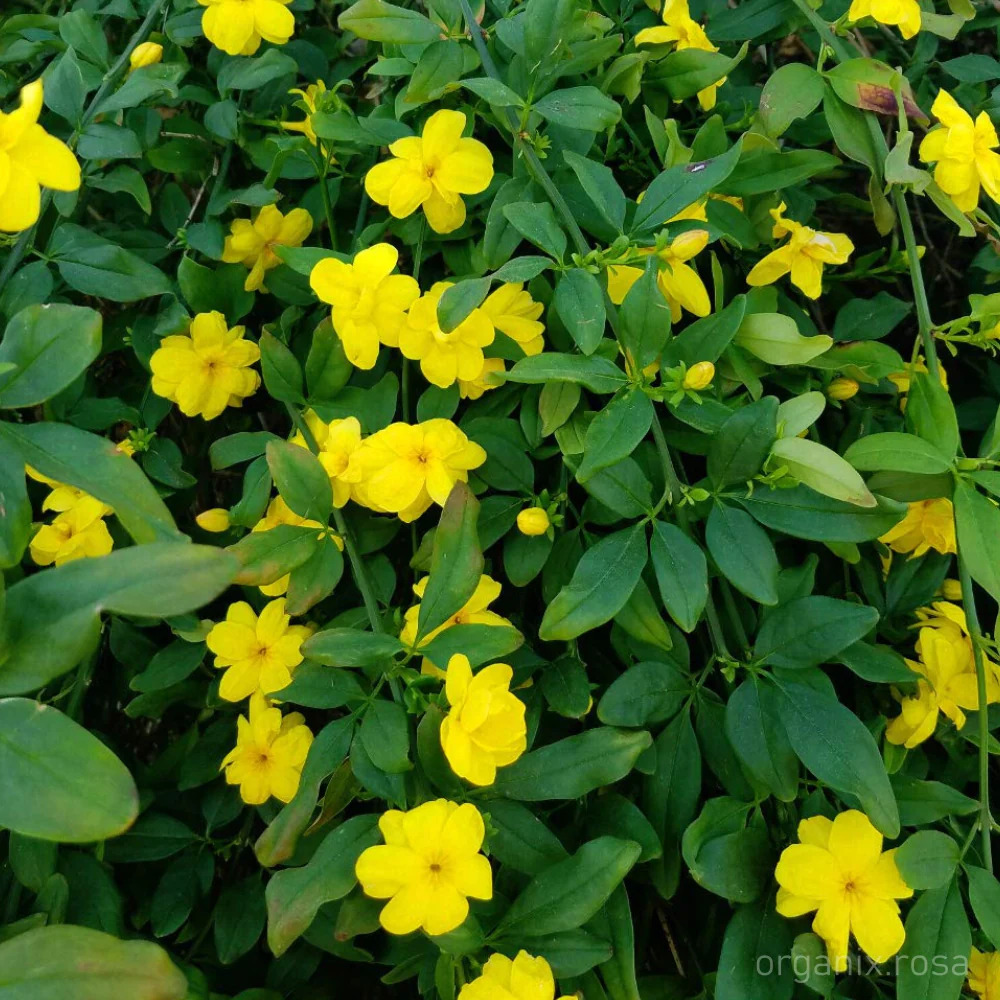 jenis jenis bunga melati 