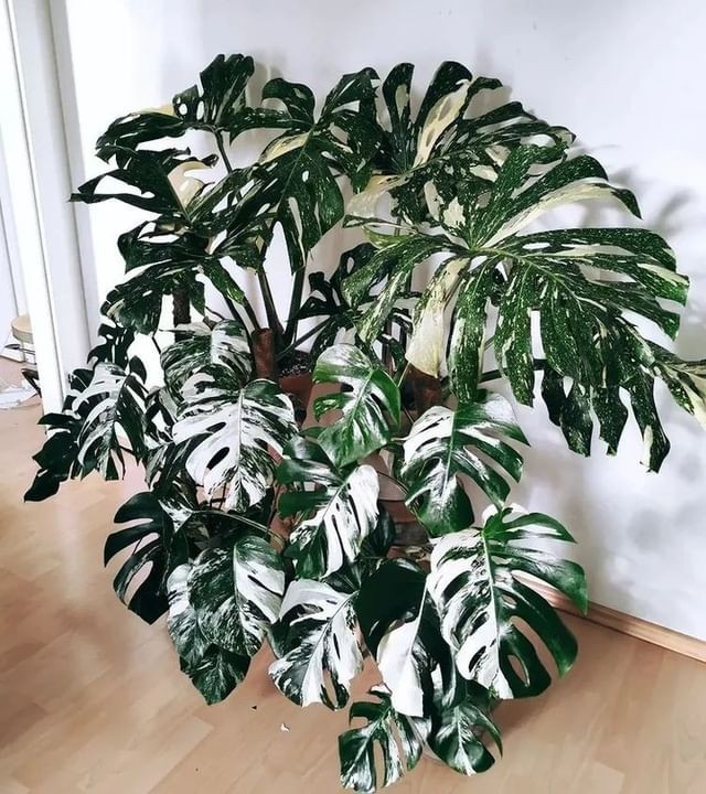 bunga yang lagi viral sekarang bunga yang lagi viral sekarang