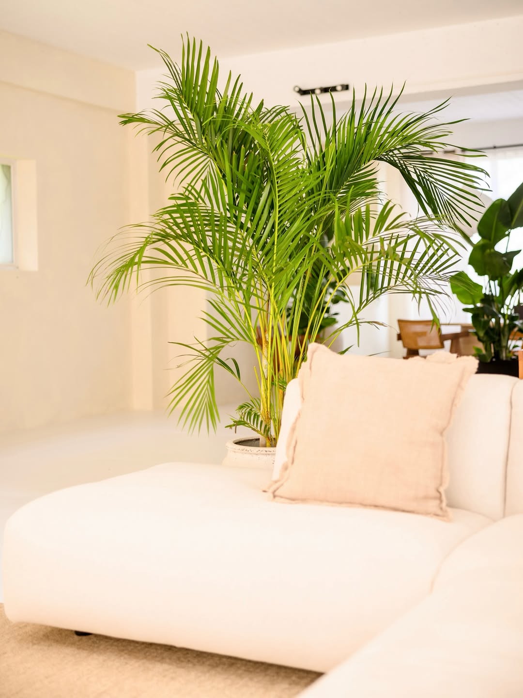 tanaman di dalam ruangan tanpa sinar matahari