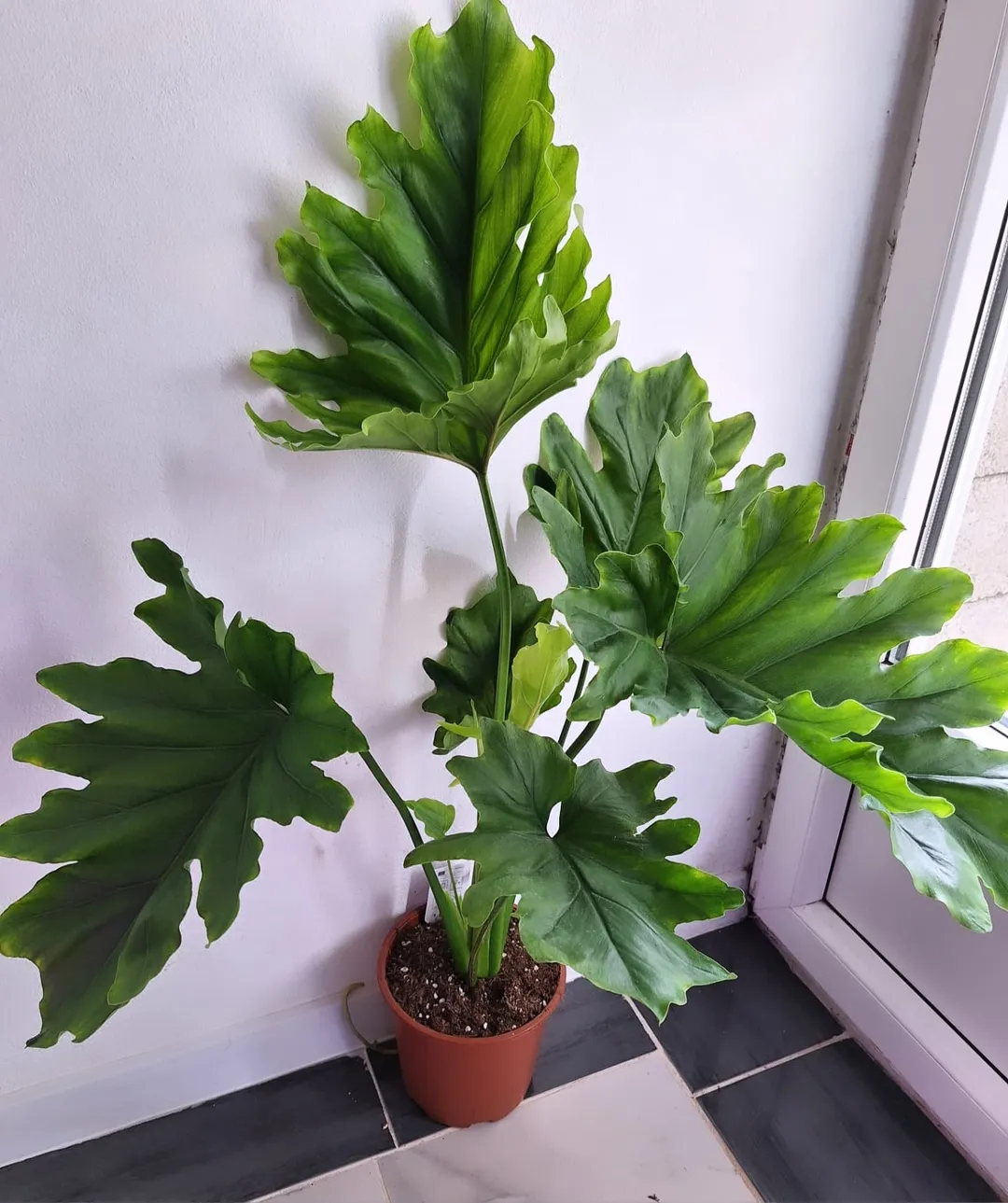 Philodendron Selloum daun lebar Philodendron Selloum daun lebar