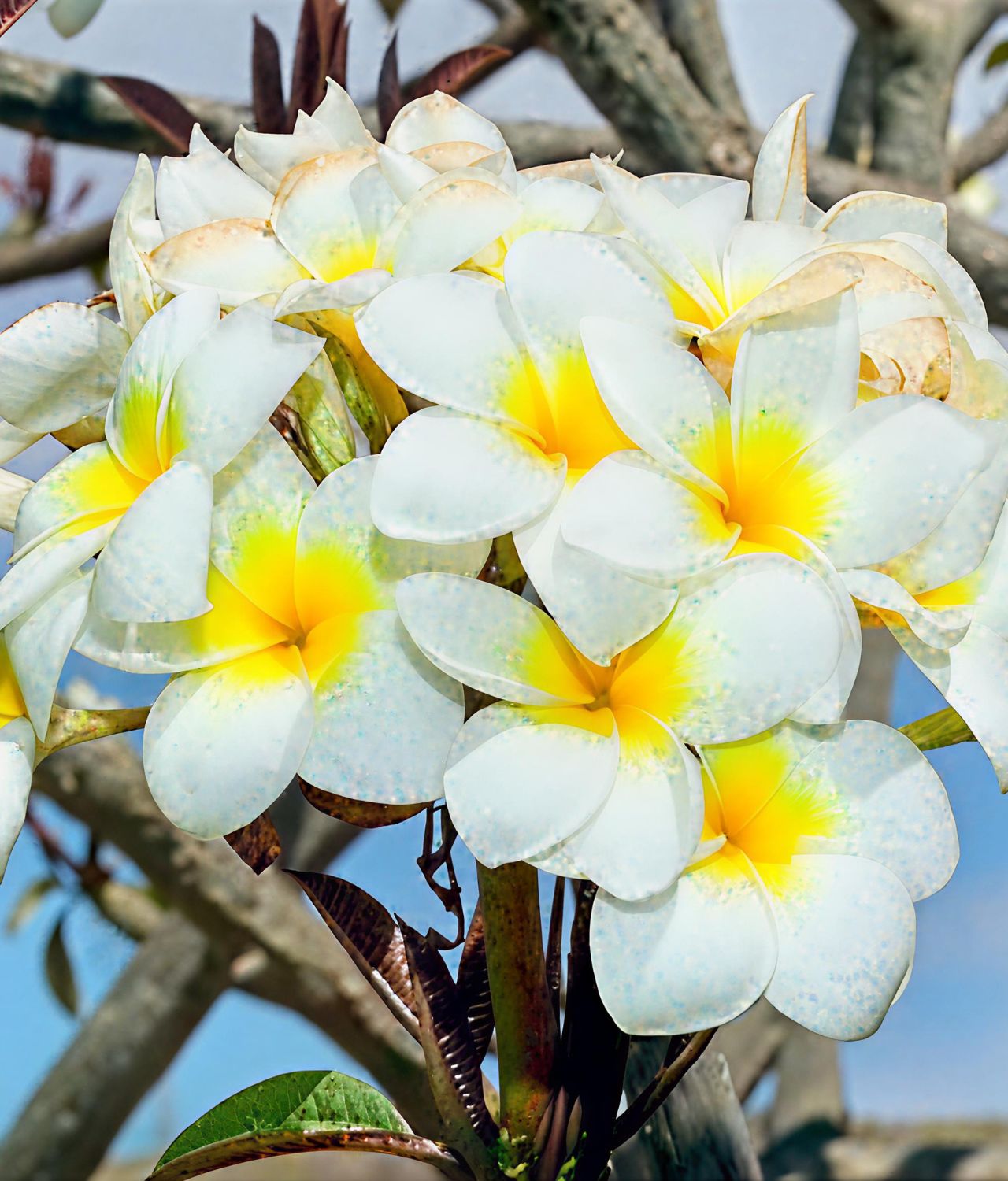 Plumeria Alba