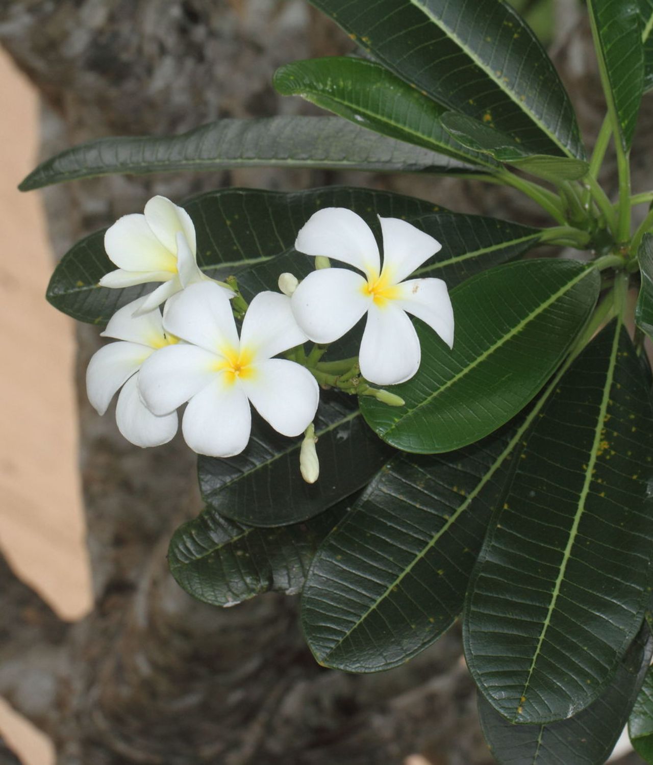 Plumeria Obtusa