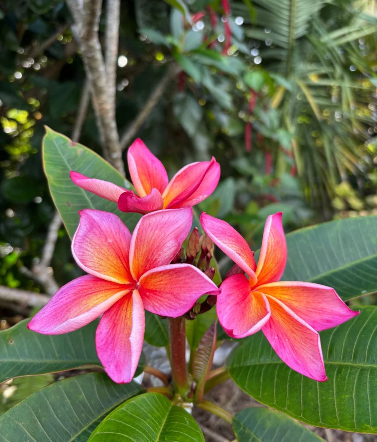 Plumeria Rubra