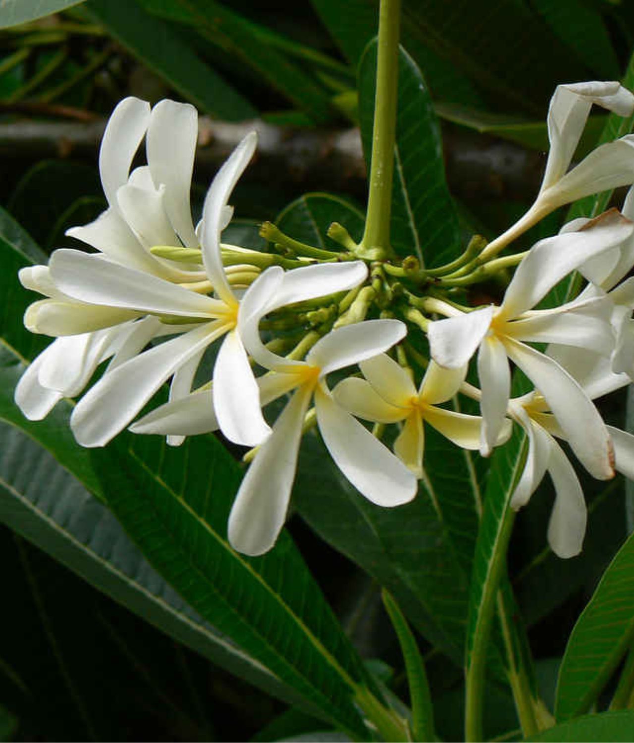 Plumeria Stenophylla