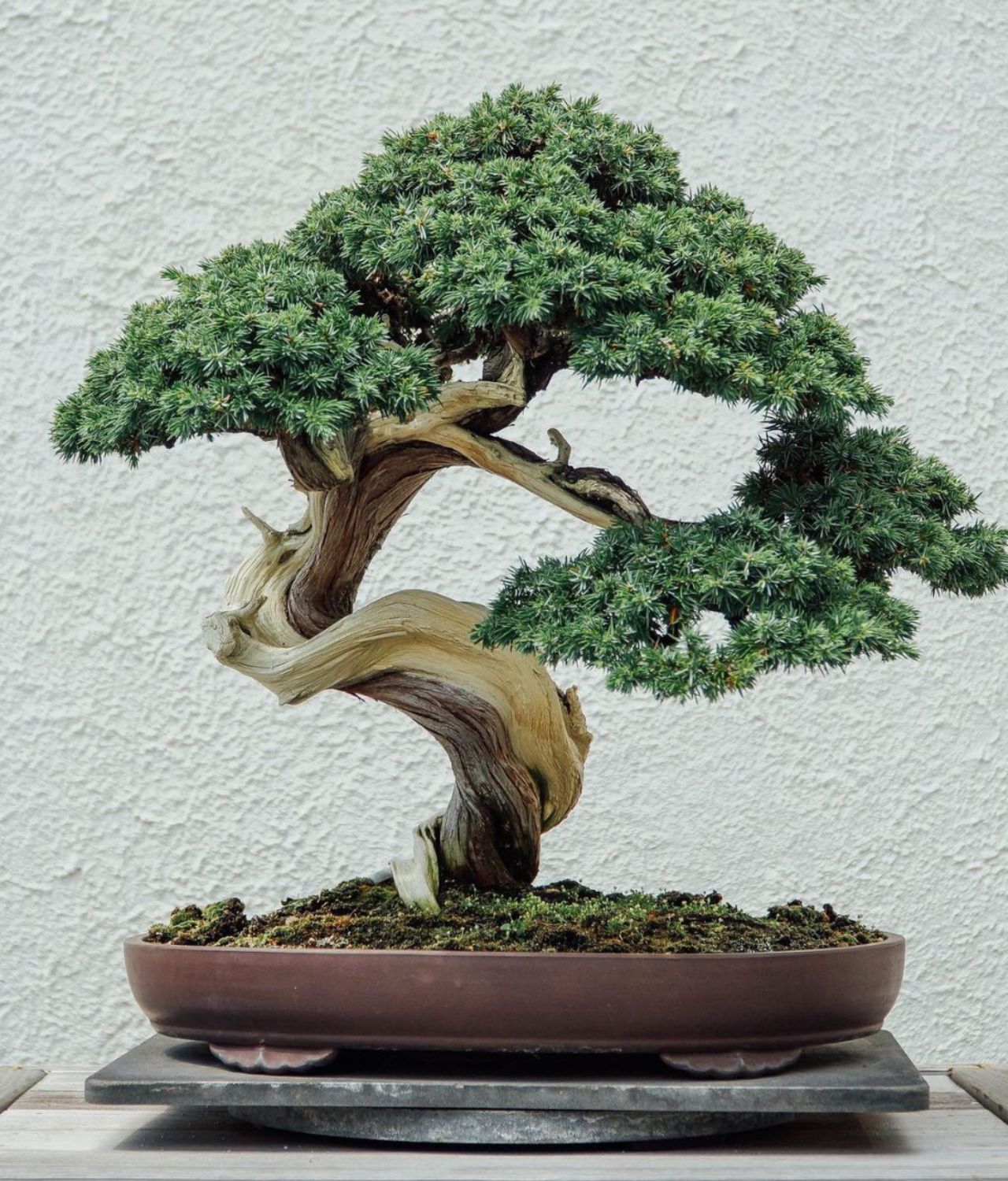 Pohon Bonsai