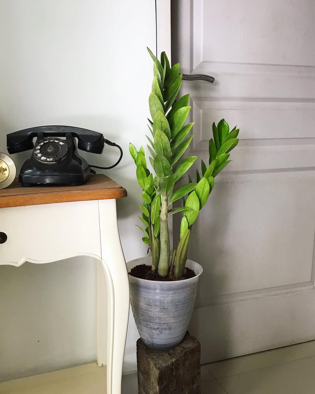 tanaman di dalam ruangan tanpa sinar matahari