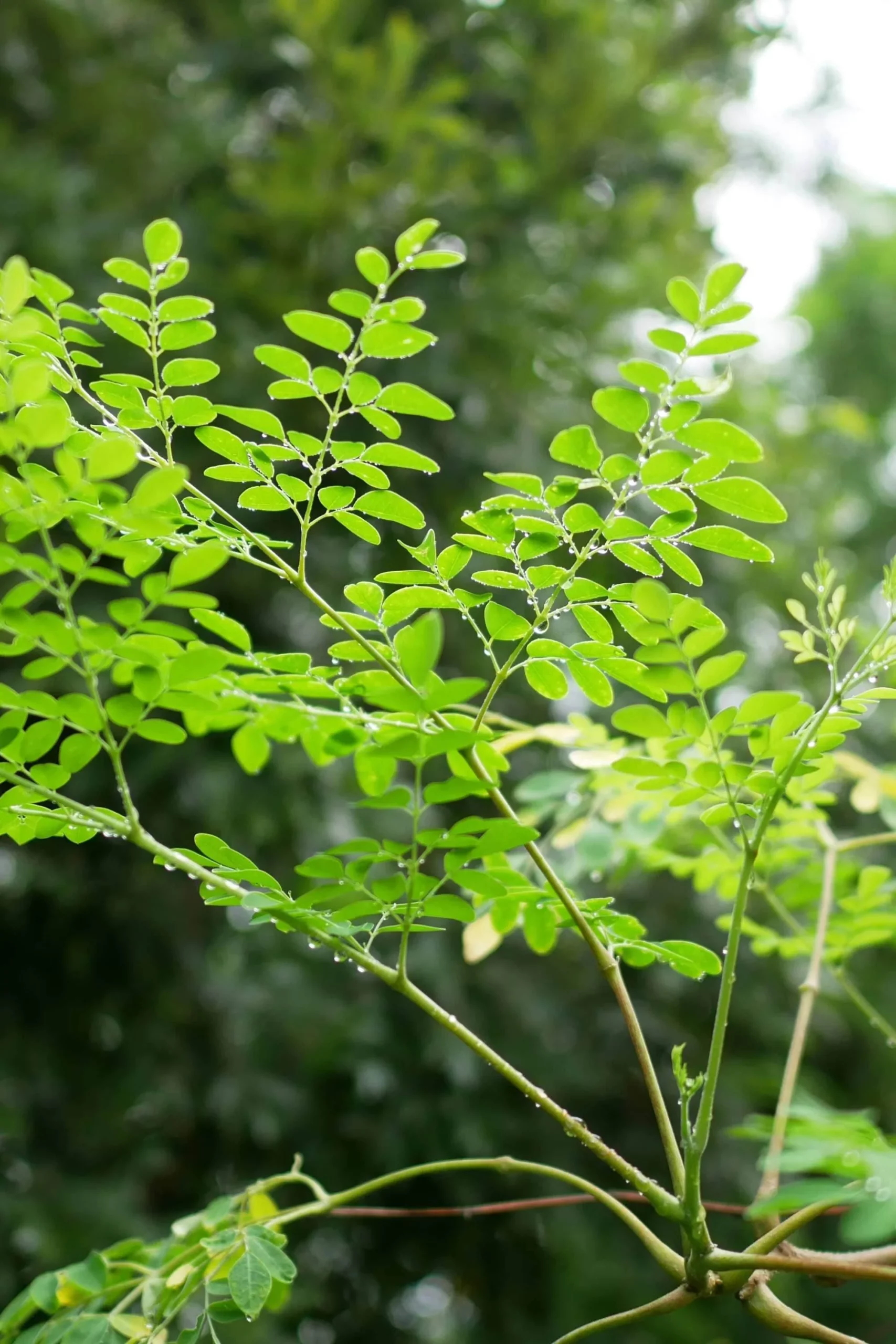 tanaman pengusir jin tanaman pengusir jin