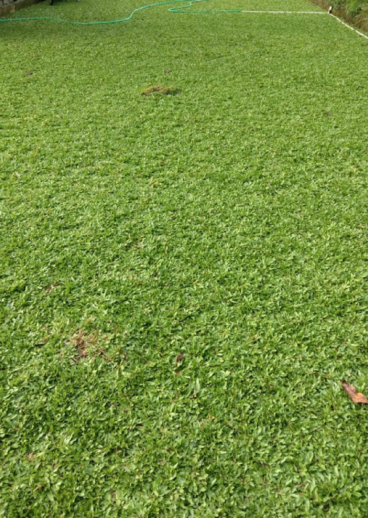 tanaman hias yang cepat tumbuh dalam 1 minggu