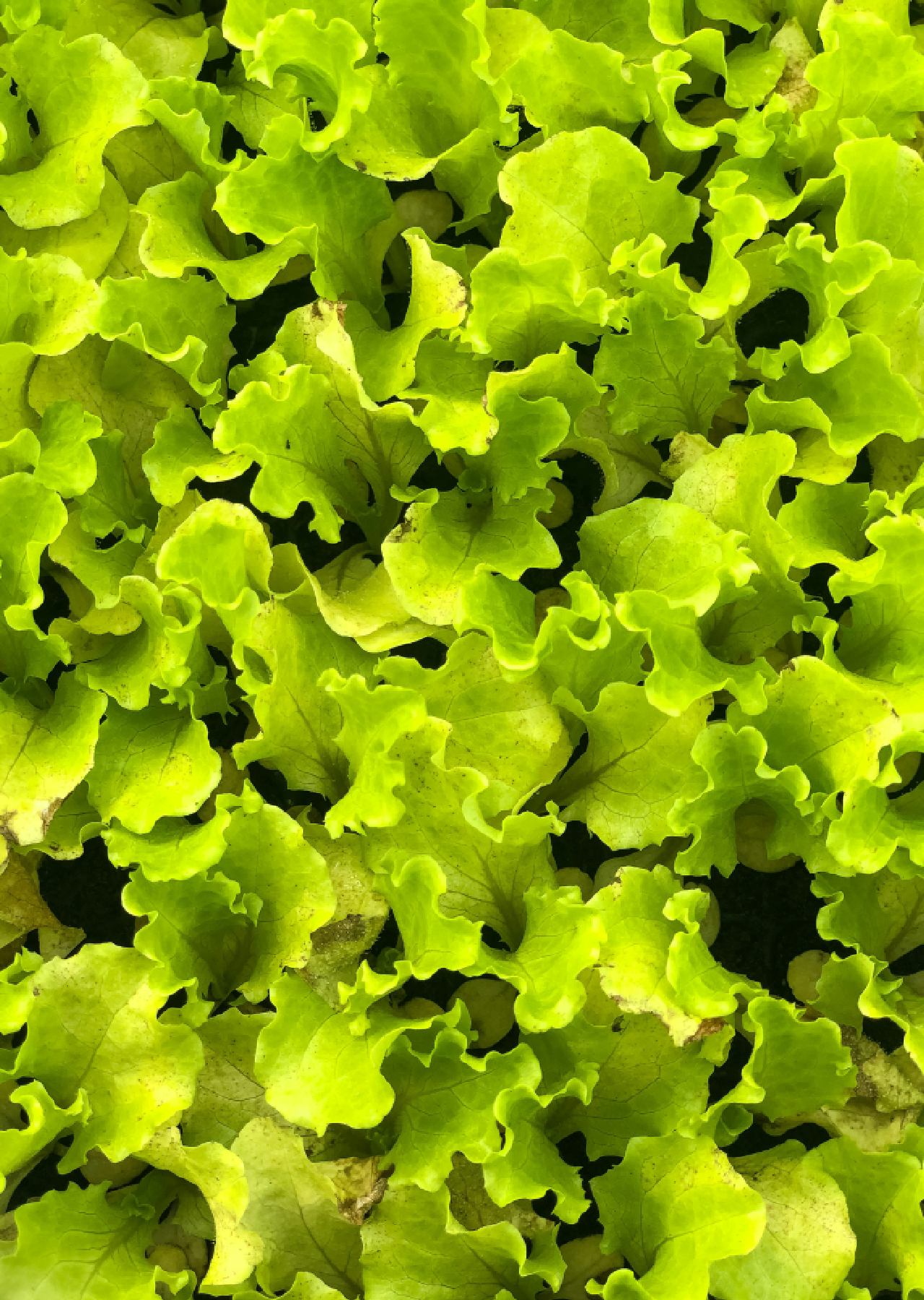 tanaman hias yang cepat tumbuh dalam 1 minggu