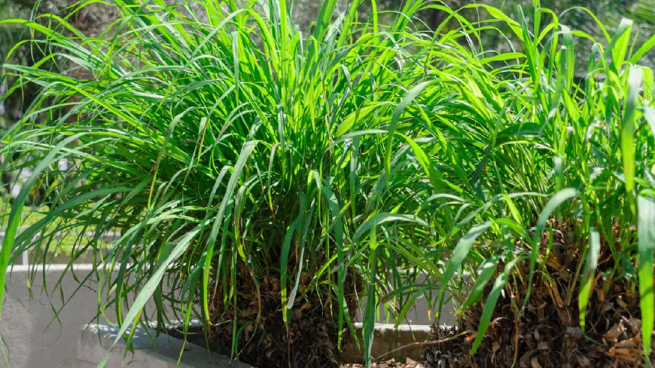 tanaman pengusir jin