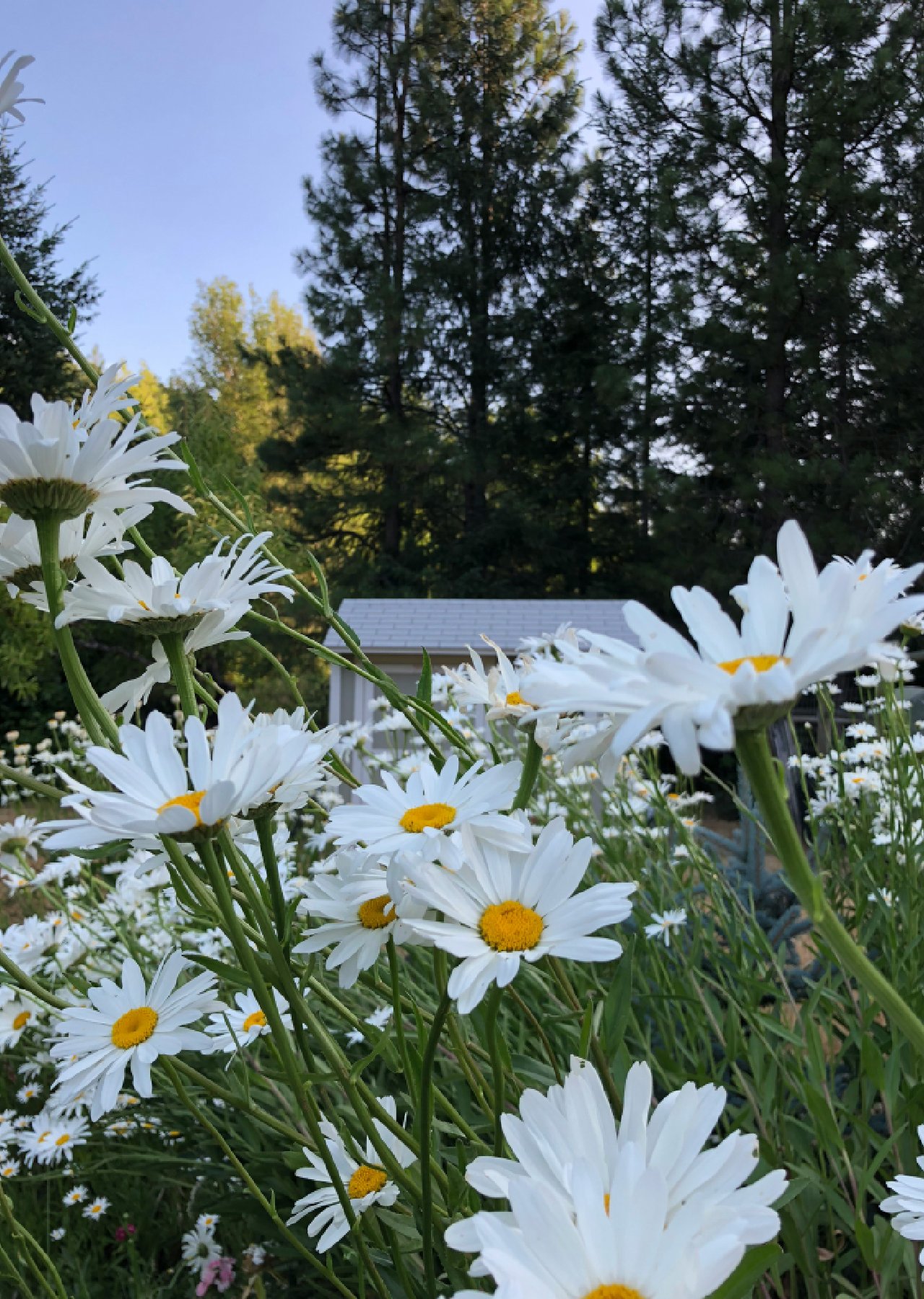 bunga yang mirip bunga matahari