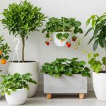 7 Tanaman Buah yang Bisa Ditanam di Pot, Pas untuk Teras