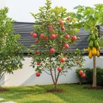 7 Tanaman Buah yang Mudah Dirawat, Cocok Buat Pemula Berkebun di Rumah