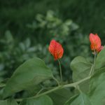 4 Jenis Tanaman yang Tidak Boleh Ditanam di Depan Rumah menurut Islam