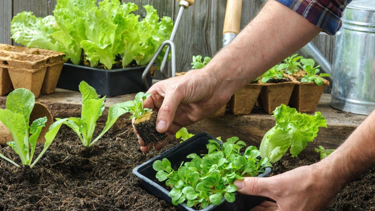 Tips Berkebun saat Musim Hujan