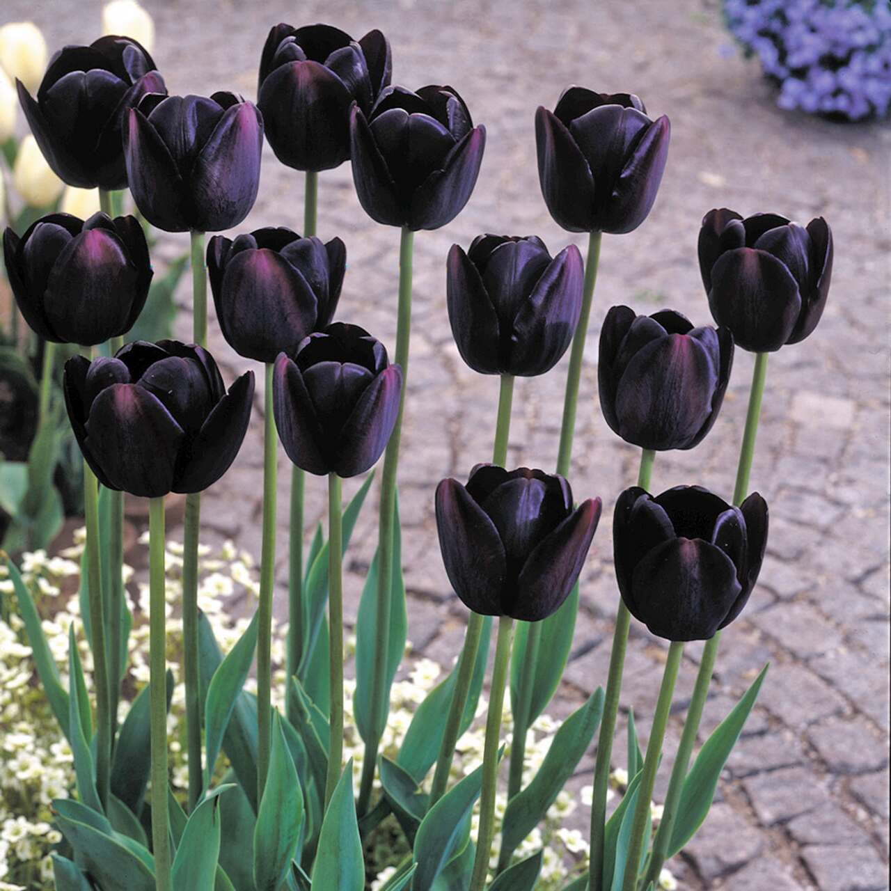 Tulip Hitam