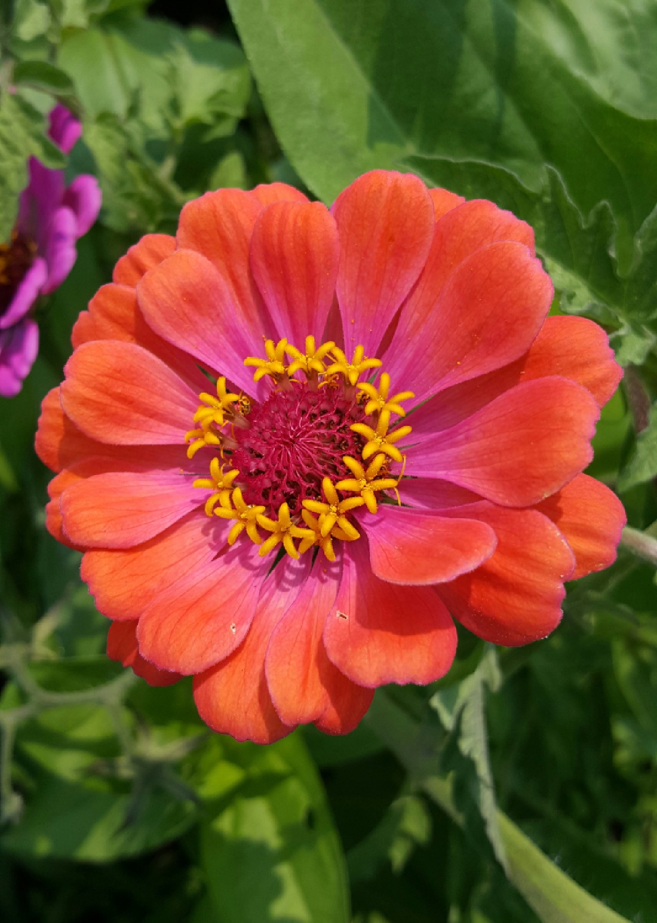 bunga yang mirip bunga matahari