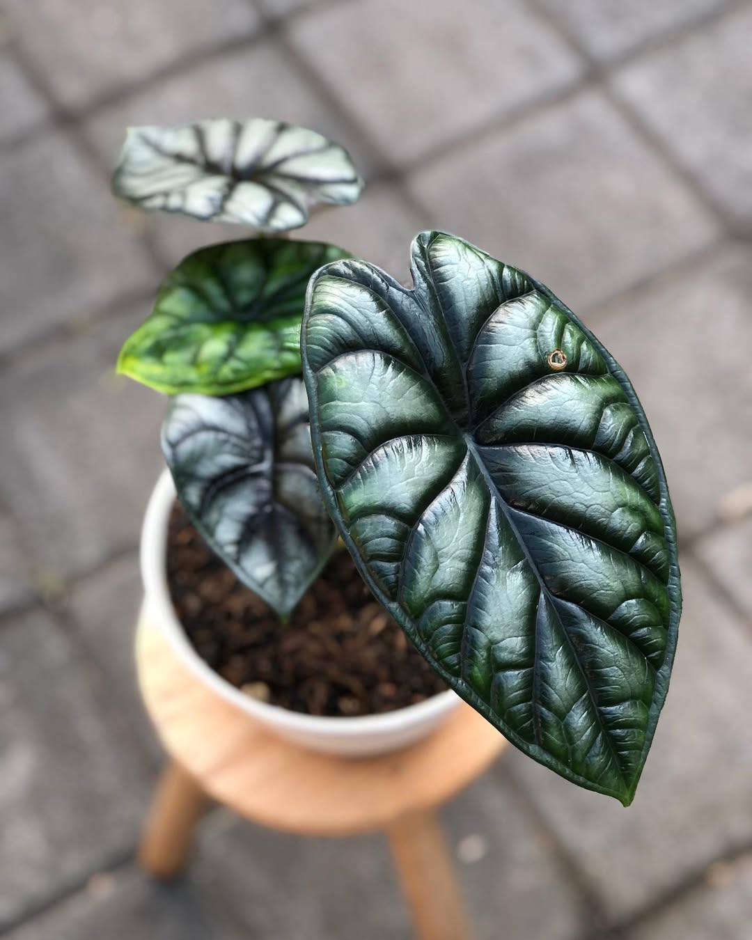 alocasia baginda