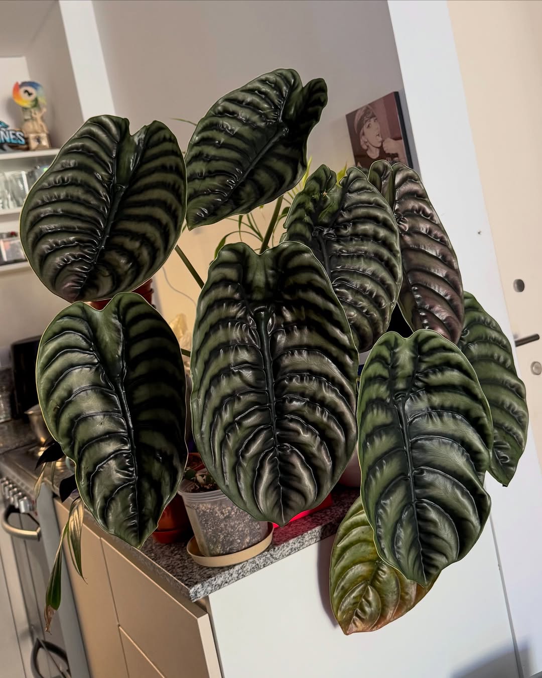 alocasia cuprea