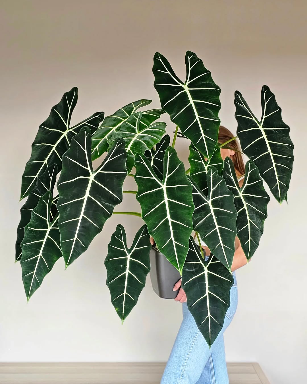 alocasia frydek