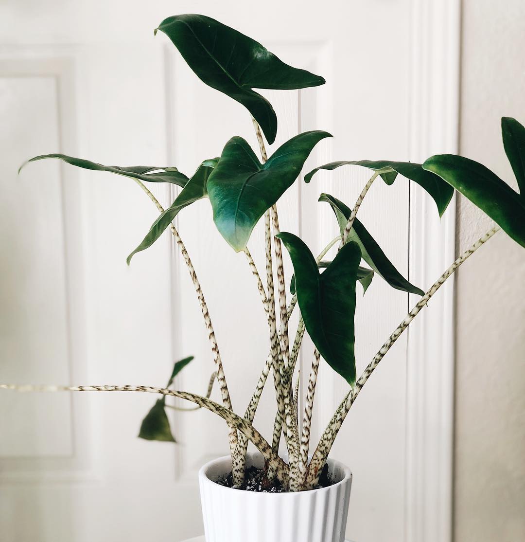 alocasia zebrina