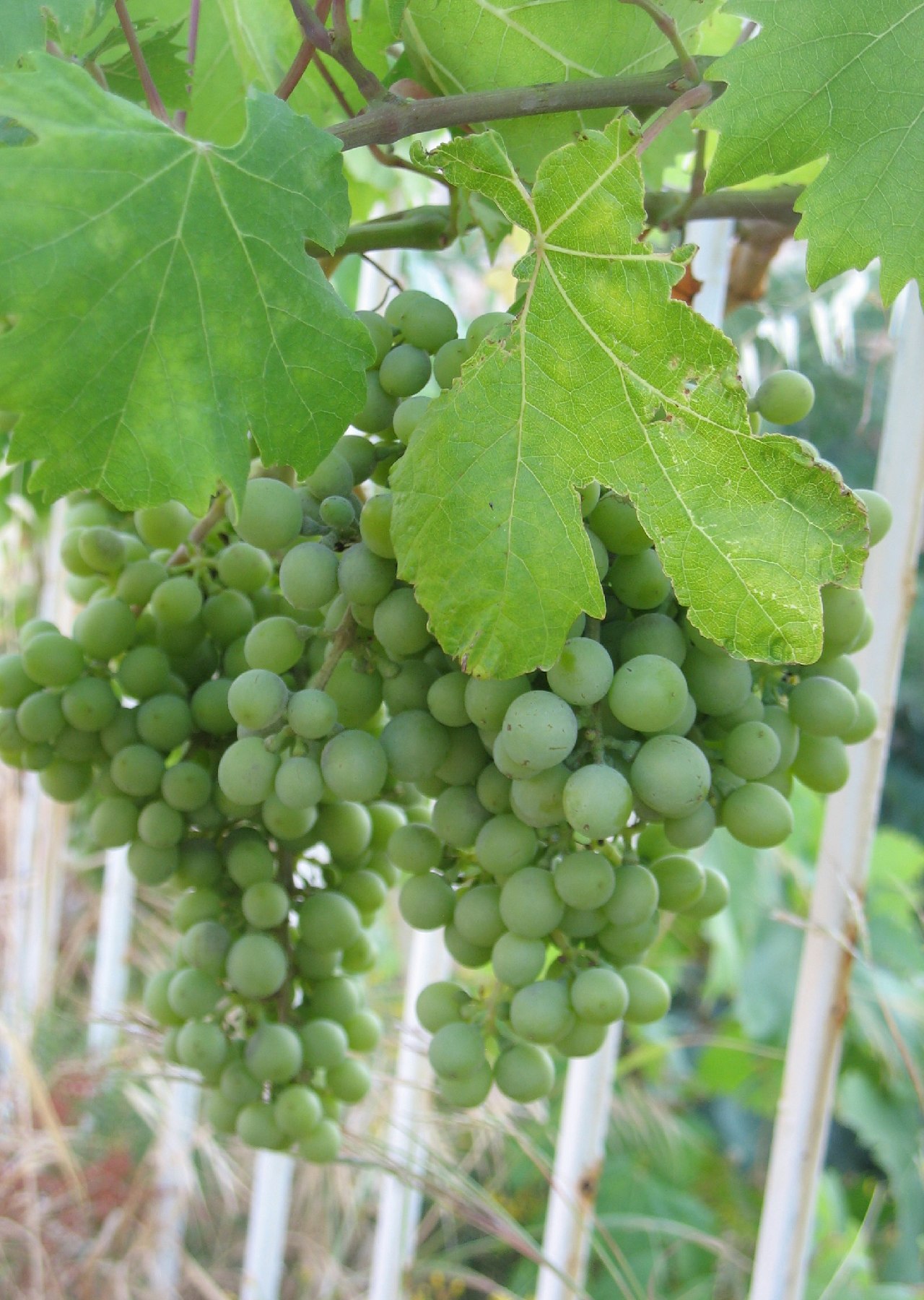 tanaman yang tidak boleh ditanam di depan rumah menurut islam