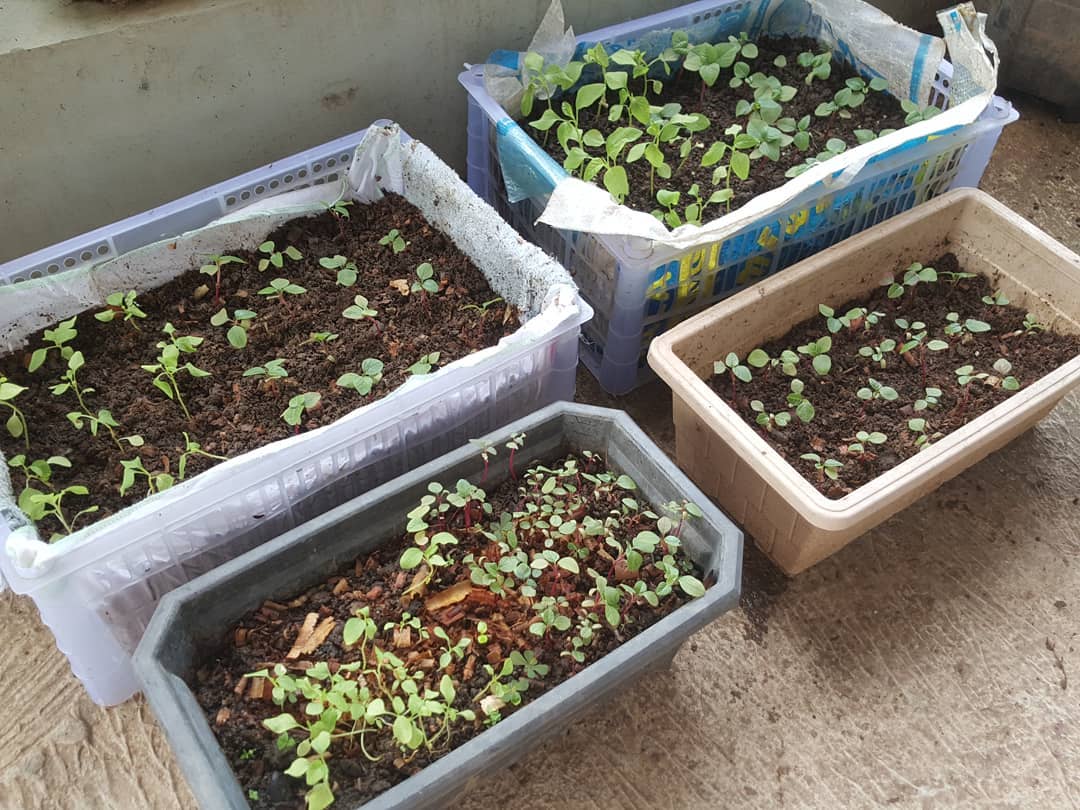 bayam menguntungkan di lahan sempit