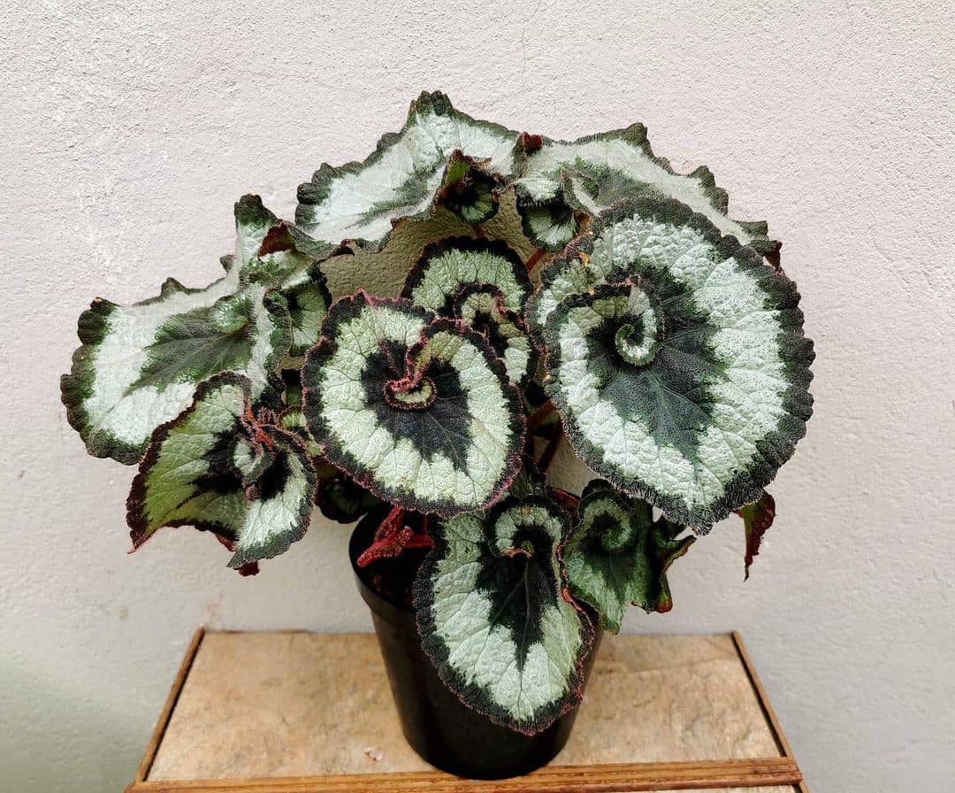 begonia escargot