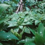 7 Tips Berkebun saat Musim Hujan agar Tanaman Tumbuh Subur