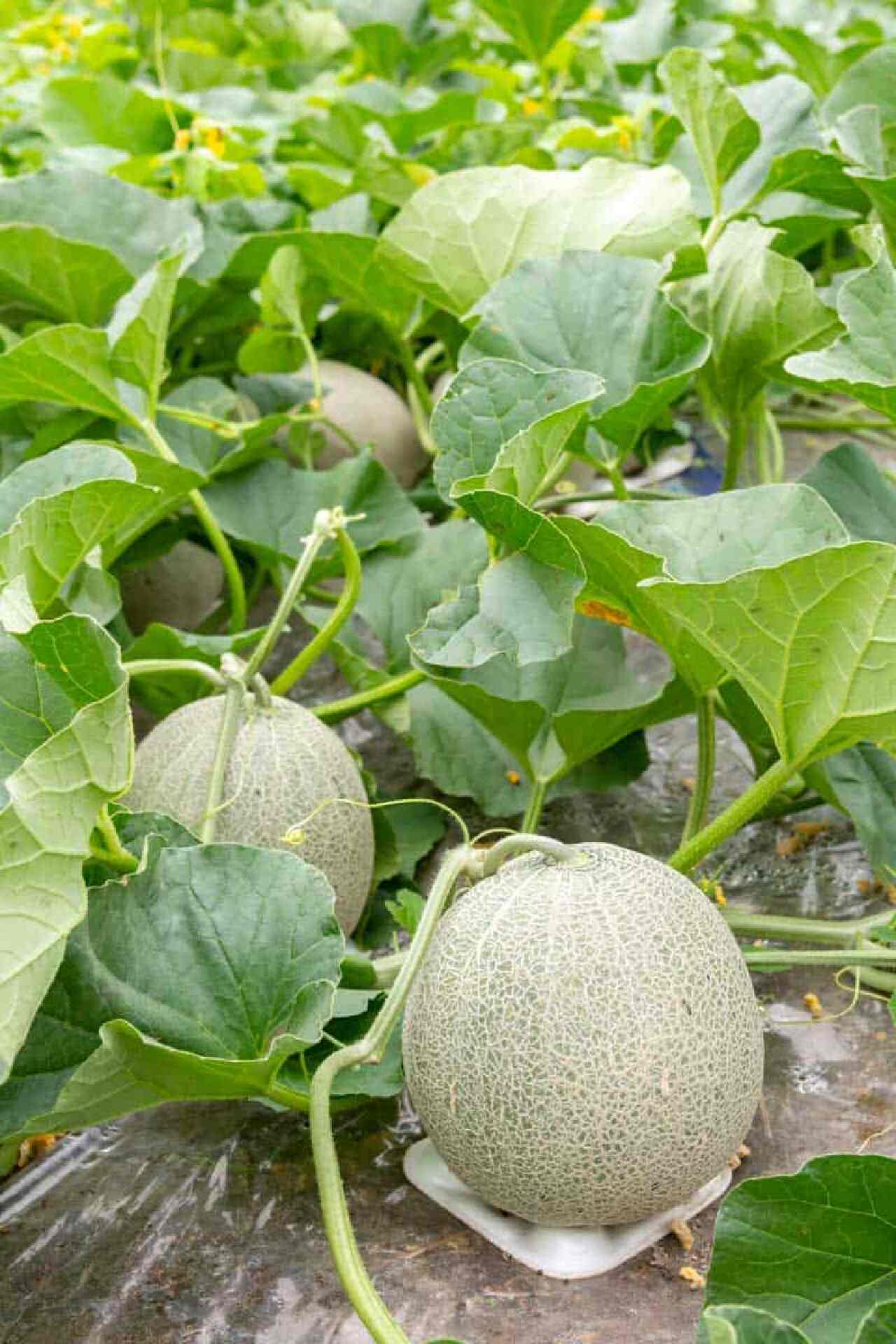 buah melon