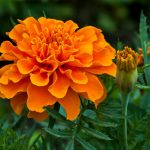 5 Jenis Bunga Berwarna Oraange yang Cocok untuk Menghias Rumah