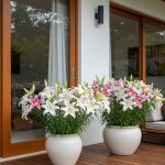 5 Bunga Pembawa Keberuntungan untuk Rumah yang Penuh Energi Positif